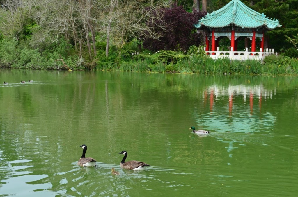 Golden Gate Park