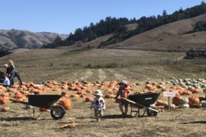 pumpkin patches san francisco