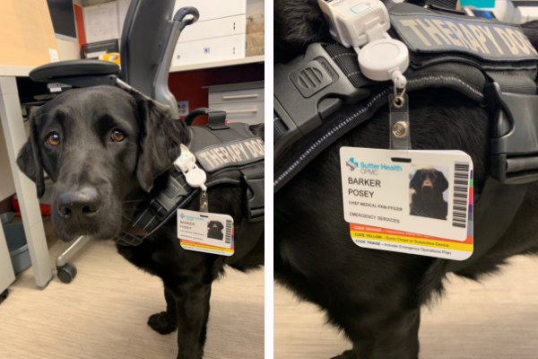 CPMC pediatric er has its own therapy dog