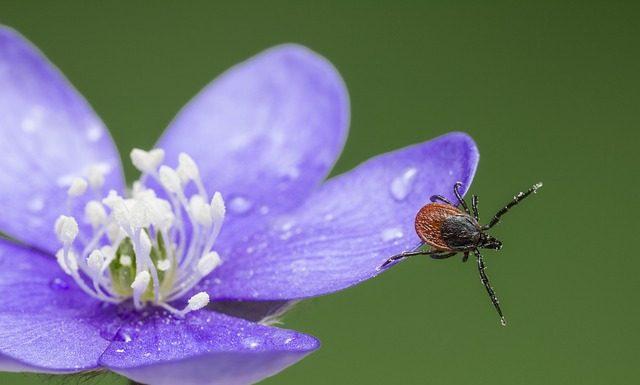 How to Conduct a Proper Tick Check on Yourself, Kids, and Pets