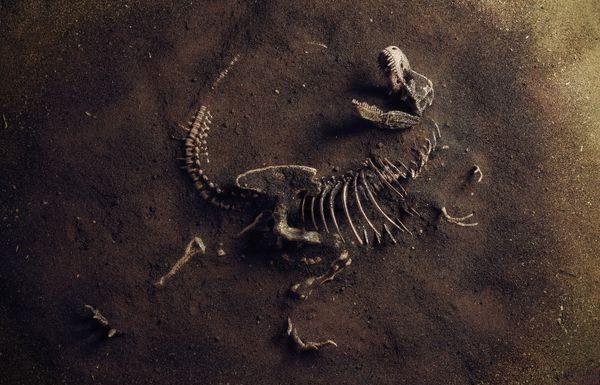 Why It's Important To Teach Your Kids About Dinosaurs