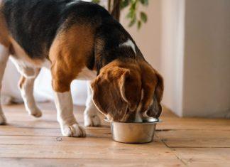 Why It’s Important To Monitor Your Dog’s Weight