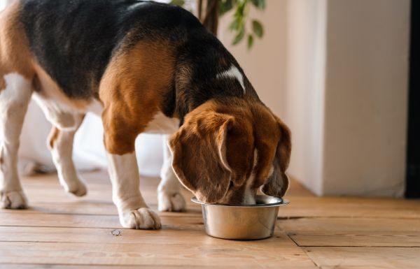 Why It’s Important To Monitor Your Dog’s Weight