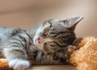 How Your Family Can Help Kittens This Spring (Yes, Even the Kids!)