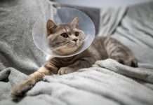 A gray tabby cat sits on a soft gray blanket after a surgery. The cat wears a cone around its neck.