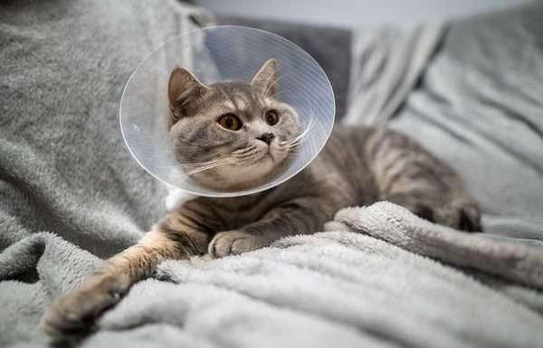 A gray tabby cat sits on a soft gray blanket after a surgery. The cat wears a cone around its neck.