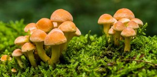 Family Nature Adventures: Fungi