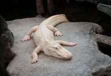 Claude the Albino Alligator Passes Away at Age 30
