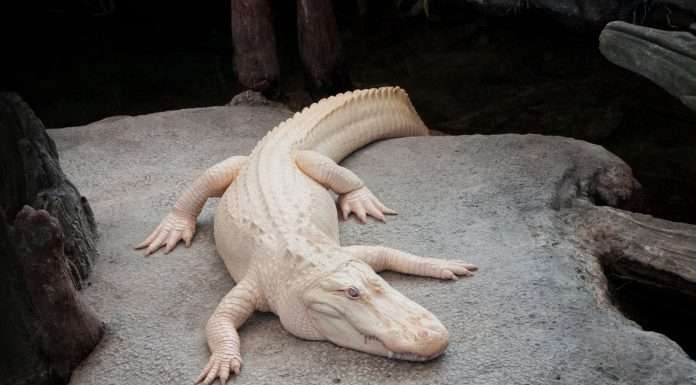 Claude the Albino Alligator Passes Away at Age 30 Claude the Albino Alligator Passes Away at Age 30