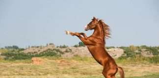 Lunar New Year’s Fire Horse: Energy, Courage