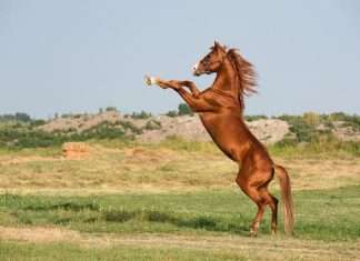 Lunar New Year’s Fire Horse: Energy, Courage