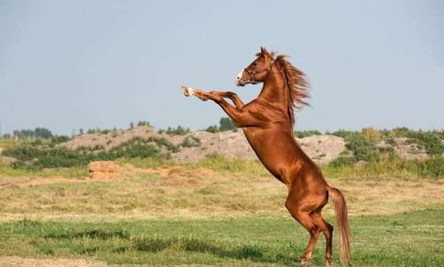 Lunar New Year’s Fire Horse: Energy, Courage Lunar New Year’s Fire Horse: Energy, Courage