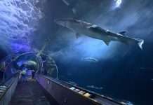 A Bay Area Classic, Reimagined: Our Family Fun Day at Pier 39