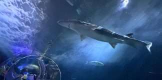 A Bay Area Classic, Reimagined: Our Family Fun Day at Pier 39