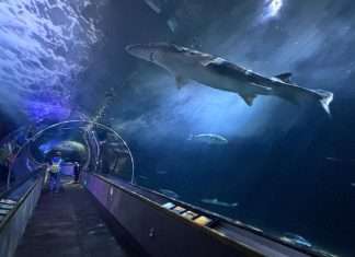 A Bay Area Classic, Reimagined: Our Family Fun Day at Pier 39