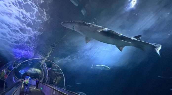 A Bay Area Classic, Reimagined: Our Family Fun Day at Pier 39